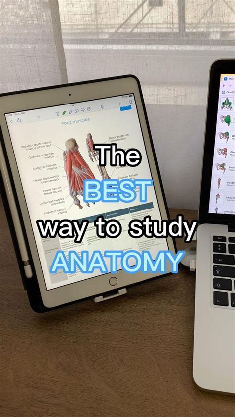 My Anatomy Study Routine The Best Way To Study Anatomy Medical