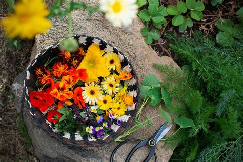 20 Edible Flowers to Grow, and How to Use Them