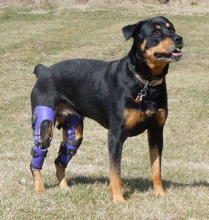 What to look for in a dog knee brace. ACL Dog Brace | Dog Cruciate Brace | Dog Knee Braces | Dog ...