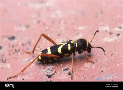 Wasp Beetle Clytus Arietus Stock Photo Alamy