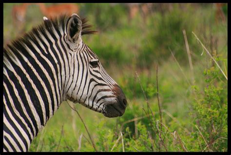 Zebra Ruaha National Park Tanzania Gerardo García Moretti Flickr