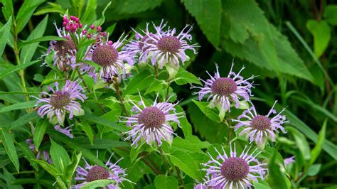 Discovering The Flora Of South Dakota Native Plants Guide