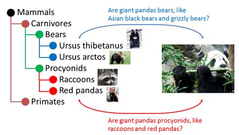 Cladogram Giant Panda