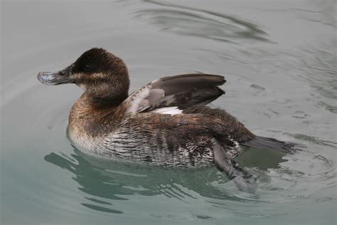 Ruddy Duck Female Oxyura Jamaicensis Kerry Lannert Flickr