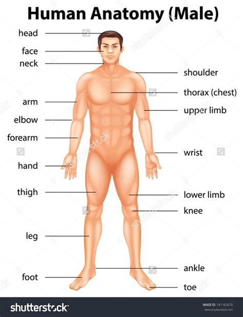 Head, face, eye, eyebrow, cheek, mouth, chin, forehead, nose, lip, ear, neck, shoulder, elbow, hip, forearm, chest, arm, hand, palm, wrist, thumb, finger, knee, leg, foot, thigh, shin, toe, calf, ankle, heel. Pin on SAMORITA
