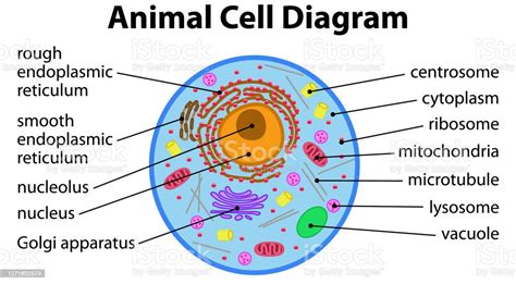 Animal Cell Diagram Stock Illustration Download Image Now Animal