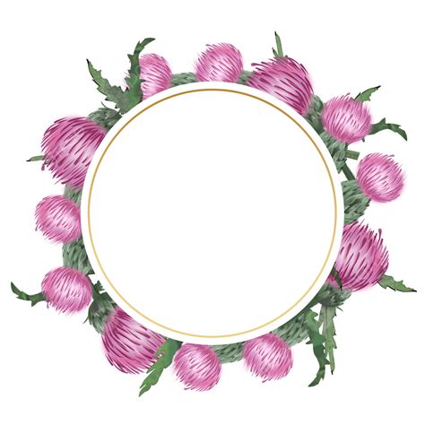 Watercolor Thistle Png Transparent Thistle Flower Watercolor Round