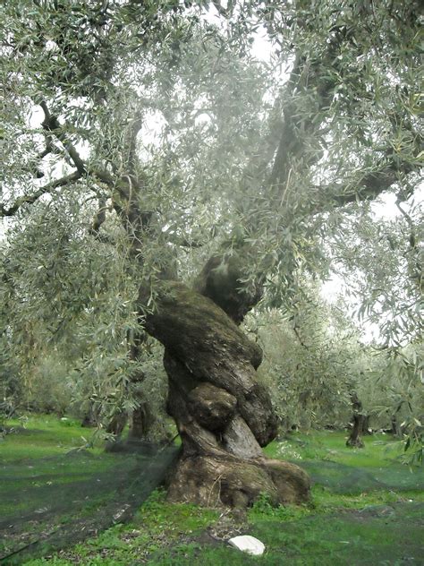 Fileancient Olive Tree In Pelion Greece Wikipedia