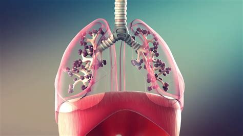 Lungs Breathing Animation 3d Youtube