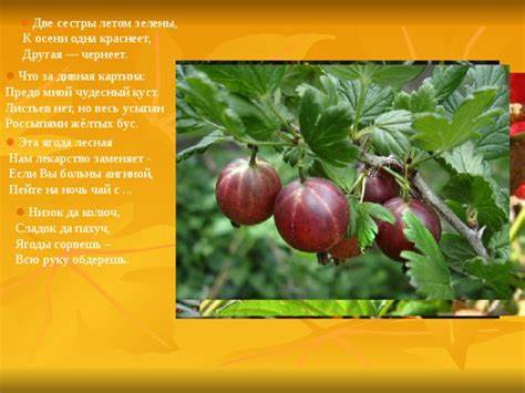 Сведения о плодовых деревьях» по предмету: технология с/х труд 7 класс Картинка - Сведения о плодовых деревьях» по предмету: технология с/х труд 7 класс
