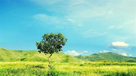 Download Wallpaper 1920x1080 Tree Summer Day Lonely Field Meadow