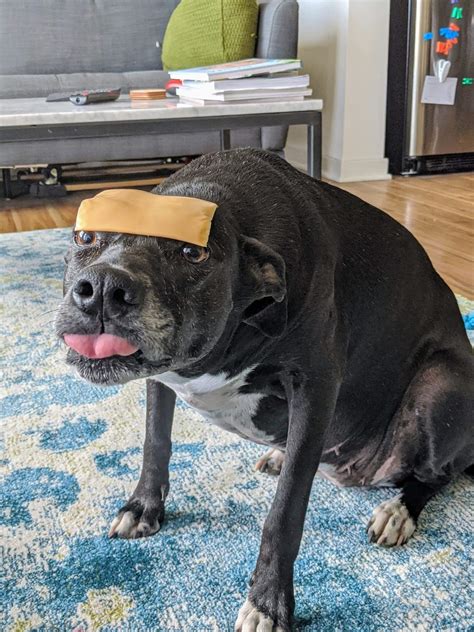 Psbattle A Dog With Cheese On Her Head Rphotoshopbattles