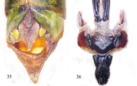 −36 Dorsal View Of The Last Tergites Cerci And The Last Sternite 35