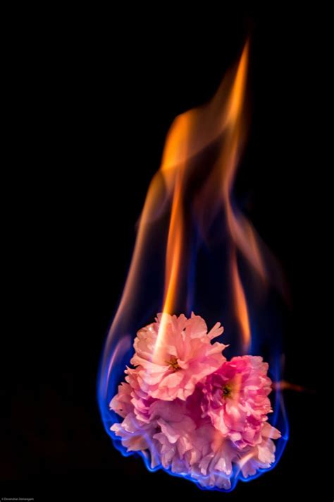 Flowers On Fire Burning Flowers Fire Photography Rose On Fire
