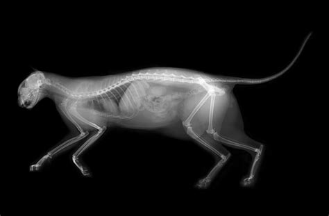 X Ray Of A Kitten Radrounds Radiology Network