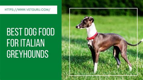 Unsure about what foods are safe for your dog to eat? Best Dog Food for Italian Greyhounds Reviewed in 2021