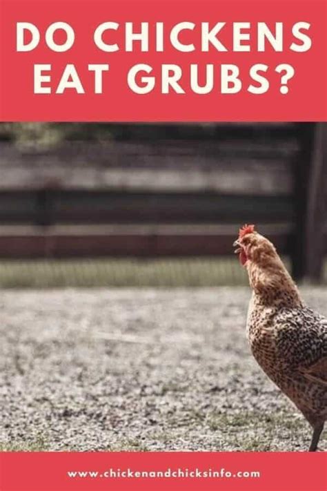 Staying healthy while controlling pests. Do Chickens Eat Grubs? (Yep, Good Pest Control) - Chicken ...