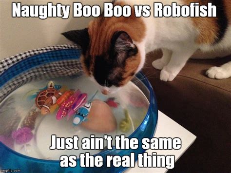 Naughty Boo Boo Cat Vs Robofish Imgflip