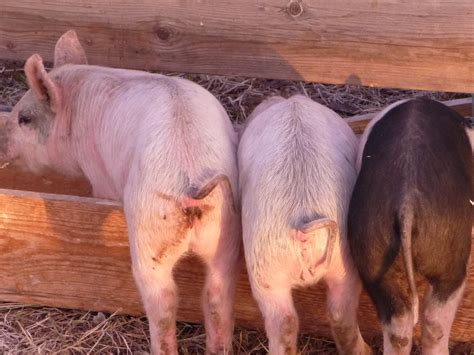 Pig Butts