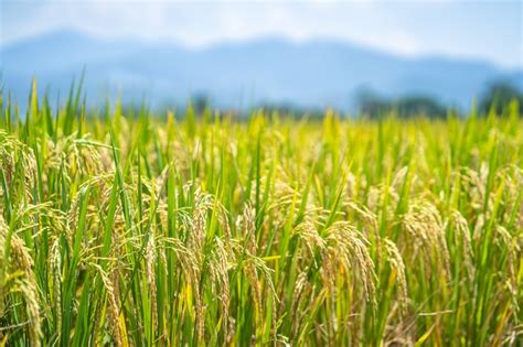 Premium Photo Ripe Rice Paddy Field For Background