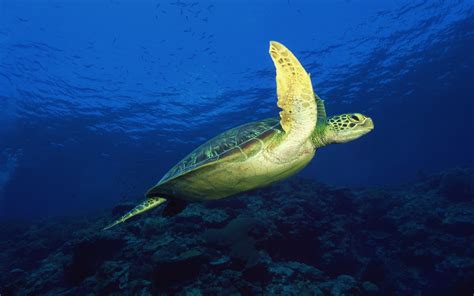 Sea Turtle Underwater Scene Background Desktop