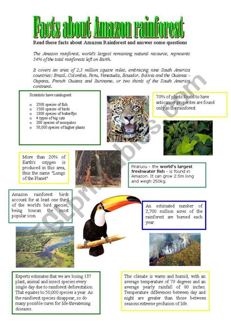 Amazon Rainforest Facts Homework Help Essential Amazon Rainforest