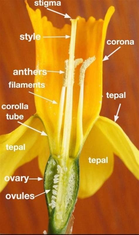 Pollination Tree Guide Uk