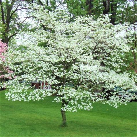 Browse more flowering dogwood varieties from white flower farm. White Flowering Dogwood | NatureHills.com