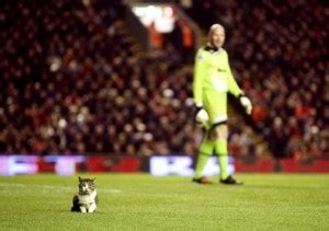 Cat Appears On Pitch At Anfield During Match Livens Up Snoozefest