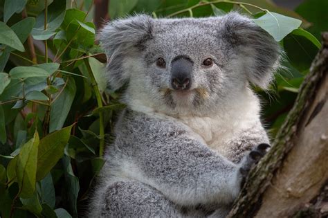 Animal Koala Hd Wallpaper