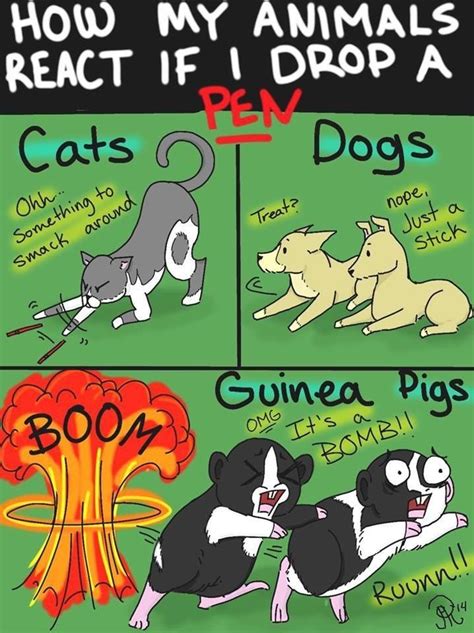 Guinea pigs are funny creatures. Pin on Guinea Pig Love