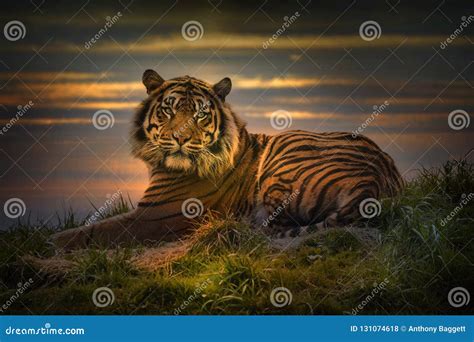 Tiger Laying Down Resting At Sunset Stock Photo Image Of Majestic