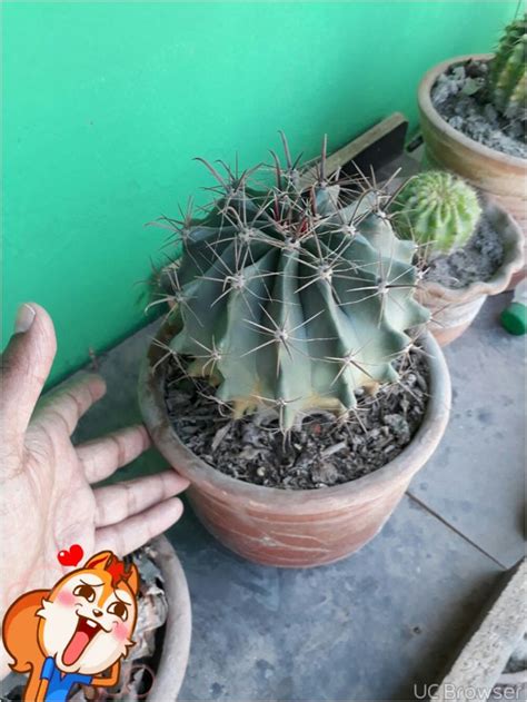 Which usually take up space the size of a hand, are preferred for decoration in many indoor and outdoor places because of easy to maintain and effortless. 3 Ways to Grow Golden Barrel Cactus - wikiHow