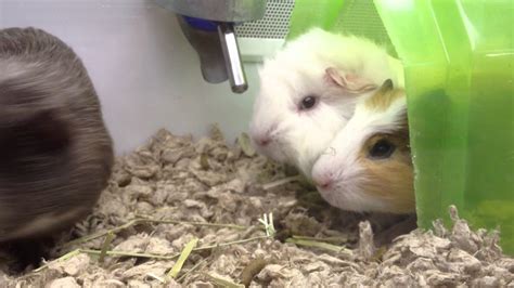 Cute Baby Guinea Pigs At Pet Store Hd Youtube