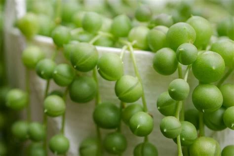 Ultimate Guide To String Of Pearls Plant Care At Home Petal Republic