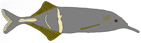 Mormyrid Fish As Models For Investigating Sensory‐motor Integration A