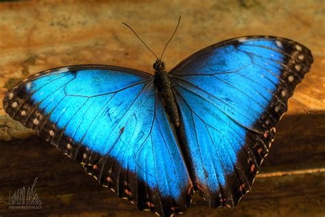 Wallpaper Photoshop Nature Closeup Butterfly Insect