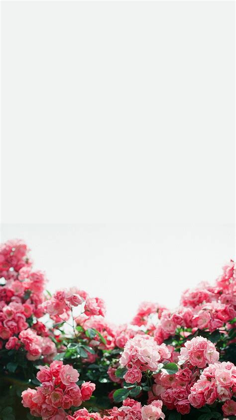 White Pink Floral Flowers Border Frame Iphone Phone Wallpaper