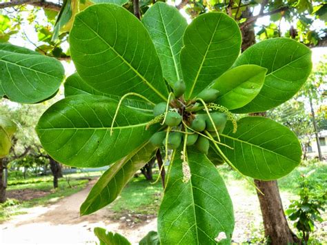 Sri Lanka Almond Tree Kottan Kottamba Sl Flora