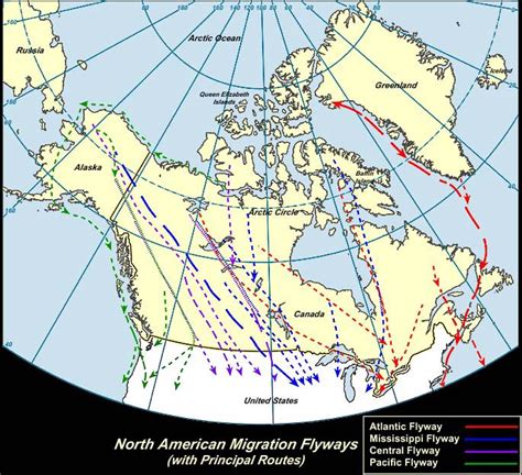 Vogelgrippe Virus And Influenza Pandemie North American