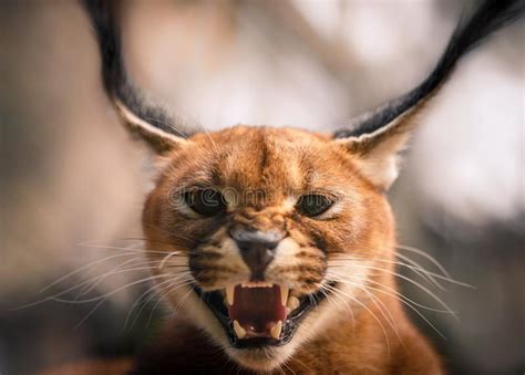 Portrait Of A Caracal Cat Stock Image Image Of Deer 157726529