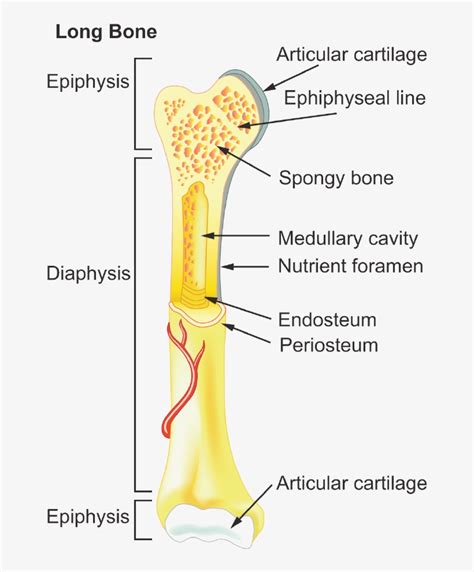 Major Parts Of A Long Bone Diagram