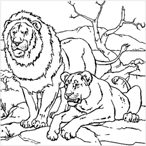 Free Lion Coloring Page To Download Lion Coloring Pages Coloring Pages Lion Couple