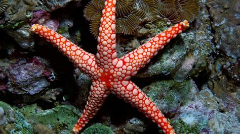 Wallpaper Fromia Monilis Sea Star Starfish Indonesia