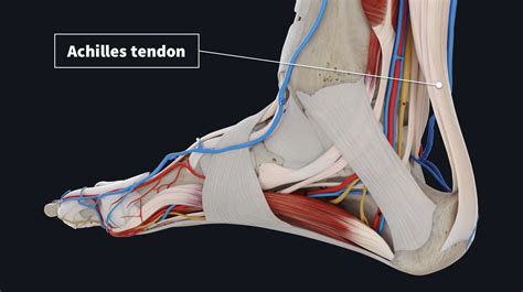 Achilles Tendon Anatomy Function Attachment Injury