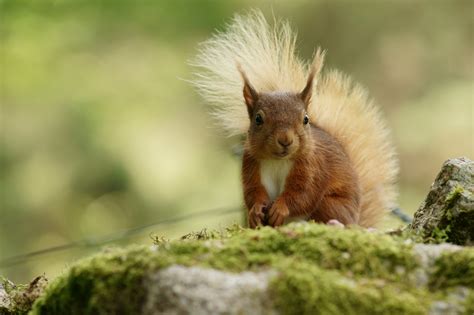 Close Up Photography Of Brown Squirrel Hd Wallpaper Wallpaper Flare