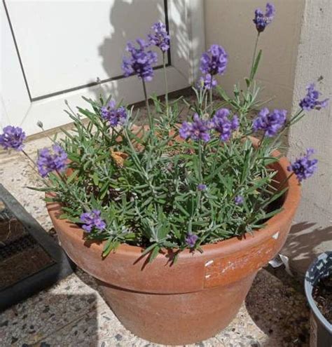 Lavender Care How To Grow Lavender In Pots And Containers Gardener