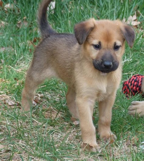 Emmas Chinook Puppies April 2010