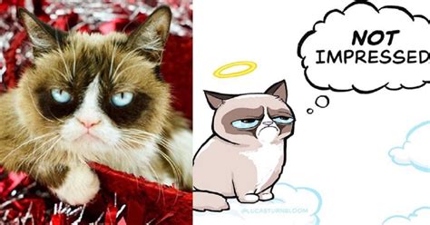 Muere Grumpy Cat La Famosa Gata Gruñona Que Inspiró Miles De Memes