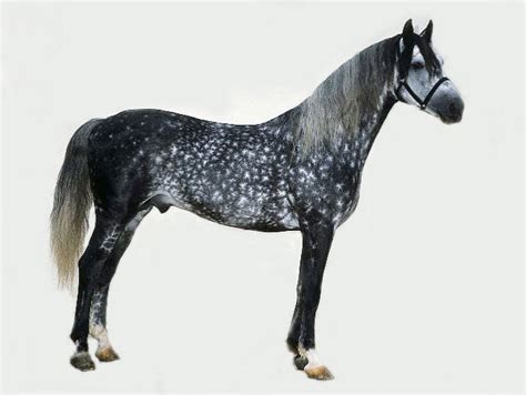 Orlov Trotter Russias Most Famous And Treasured Breed The Horse Forum